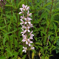 Francoa appendiculata